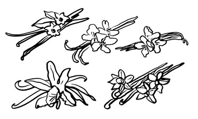 Wall Mural - Isolated vector hand drawn set of vanilla. Vanilla sticks, vanilla flower and pods. Aroma, food. Hand drawn. Vector hand drawn illustration of orchid Flower and pods on isolated background. Sketch. 