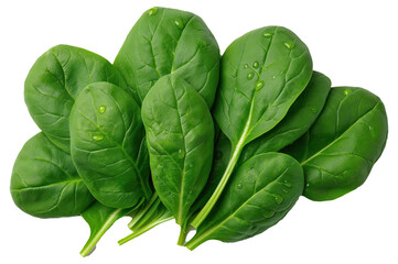 Wall Mural - PNG Fresh spinach leaves