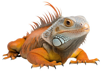 PNG Close-up of an orange iguana