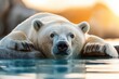 © DachAI - A polar bear lounges in the water during a warm sunset, exuding a sense of calm and relaxation amidst the stark beauty of the arctic environment.