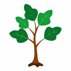 Sacred Fig Vector Art Design