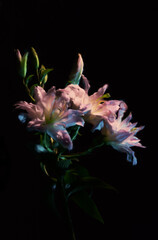 Canvas Print - beautiful pink lily on  black background