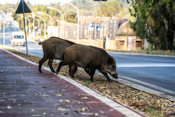wild boars crossing a road in an urban area. urban wildlife showing wild animals adapting to city en