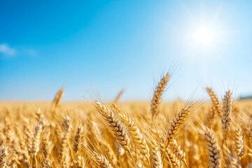 Wall Mural - Golden wheat field basking under the warm autumn sun, symbolizing bountiful harvest and agricultural abundance 