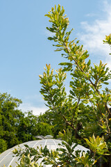 Poster - Saw banksia or Banksia Serrata plant in Zurich in Switzerland