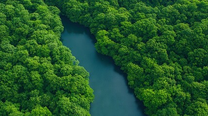 Wall Mural -   Aerial view of river running through forest filled with green trees and lush foliage