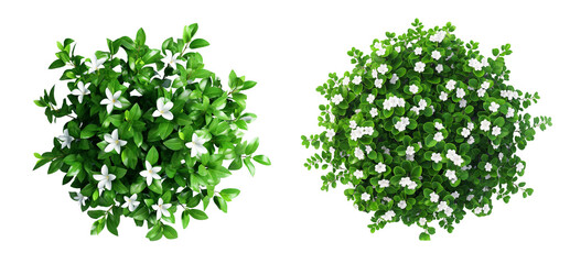 Top view of an isolated green bush with white flowers isolated on transparent background