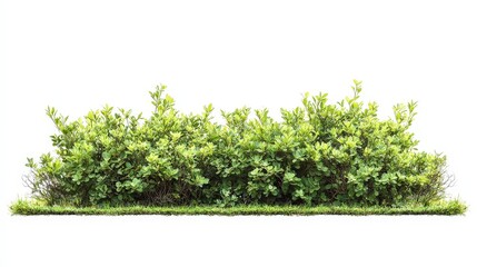 Canvas Print - Green Bush Border.