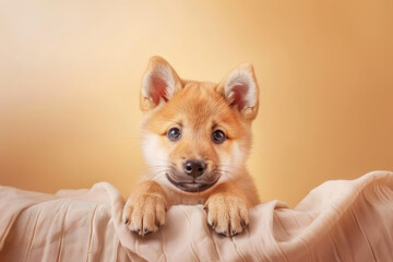 Wall Mural - A cute little puppy is looking at the camera with its mouth open