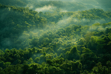 Poster - A lush green forest with foggy mist in the air