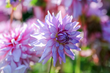 Autumn blooming plant Dahlia