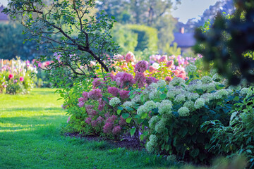 Hortensia in the autumn garden