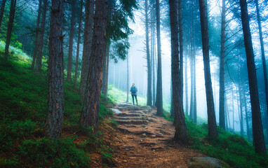 Wall Mural - woman in a blue jacket with backpack is walking on a forest trai