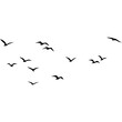 © FyfaMetarial - A flock of flying birds, Pigeons Flying Silhouettes, swallow Flying Silhouettes, group of birds in the sky, Silhouettes of wild birds in flight