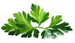 © CreStock - parsley isolated on white background