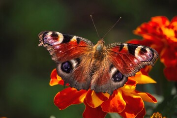 Peacock eye butterfly on marigold flower