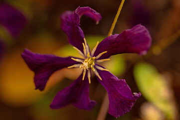 macro of a dark purple clematis flower with blurred background