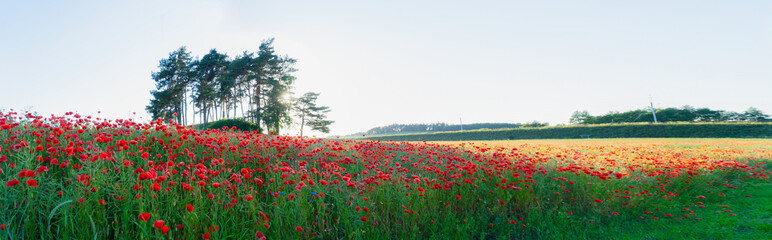 Wall Mural - field of poppy red flowers, wide panorama format