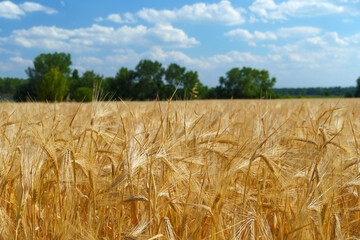 wheat field and summer nature, beautiful sunny landscape