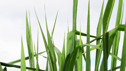 Closeup of grass plants with rain droplets