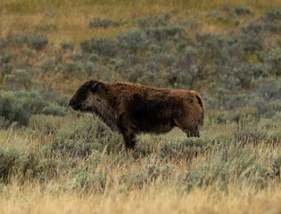 calf in the wild