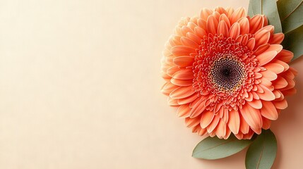  Large orange blossom atop pink backdrop, featuring two green leaves