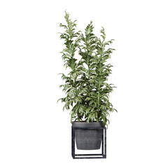 Wall Mural - Green leafed plant flowerpot a pot of green plants