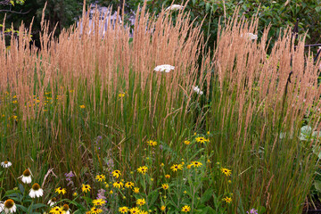 Queen Anne's Lace large domed umbels with pristine white flowers weave in between the wispy tall and erect Karl Foerster Feather Reed Grasses, calamagrostis acutiflora in a prairie residential area.
