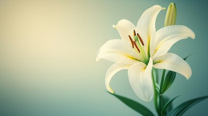 Poster -   A white flower with water droplets on its petals and a blurry blue background in a close-up