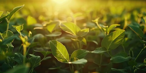 Canvas Print - Spring soybean field in a scenic agricultural setting Organic soybean plantation