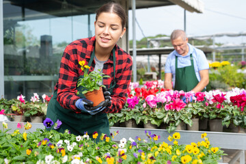 Smiling young female florist caring about potted Viola Cornuta flowers in greenhouse