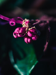 Sticker - Chinese fringe flower