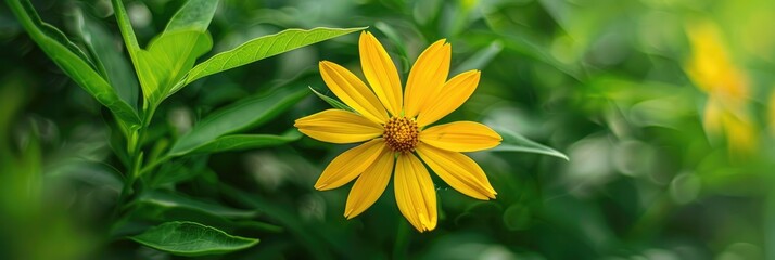 Wall Mural - A vivid yellow coreopsis flower set against rich green leaves, showcasing its inherent beauty.