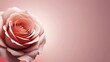 © habiburrahaman - pink rose on a pink background