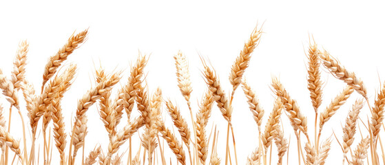 Wheat Field Border Design on transparent background, an isolated wheat field border against a clean white background, perfect for graphic design projects or as a decorative element in digital layouts