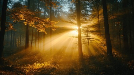 Wall Mural - Golden hour sunlight streaming through forest