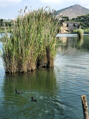 Two Eurasian coots swim among the reeds on Lago d'Averno, with the ancient ruins of the Temple of Apollo in the background. This peaceful scene captures the blend of nature and history near Pozzuoli