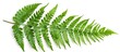 © Emin - Wart Fern Leaf Ornamental Foliage Fern Isolated On White Background With Clipping Path