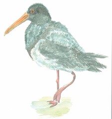 Wall Mural - Illustration of Australian native bird, pied oystercatcher 