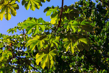 Picturesque view of lush green leaves under a bright sky. Tropical tree with green leaves and a blue sky in the background