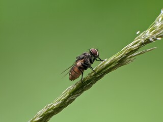 house fly on plant stem with blur background