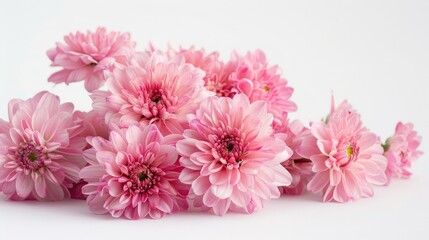 Pink flowers bunch on white background