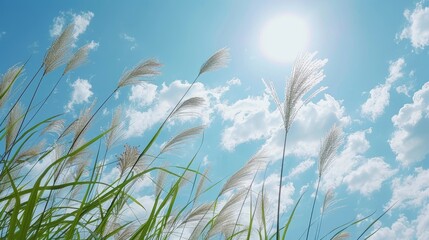 Wall Mural - Reeds against blue sky