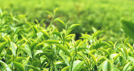 Fresh Green tea tree leaves in eco herbal farm. Tree tea plantations in morning sun light. Freshness herbal green natural garden farmland. Drinking organic relax heath plant. Green tea tree in farm