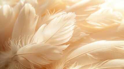 A close-up view of soft white feathers, showcasing their delicate and fluffy texture in warm light.