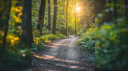 Sticker - Sunbeams through trees in the forest.