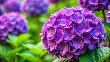 Wall Mural - Vibrant purple hydrangea bloom in full bloom, flower, garden, flora, floral, petal, nature, spring, summer, vibrant