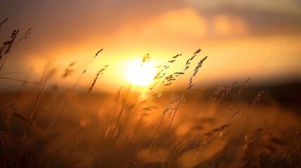 Wall Mural - Sunset Through Grass Blades.