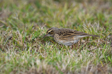 Ground-dwelling adult Australian Pipit -Anthus australis- in short grass looking for food blurry bokeh background