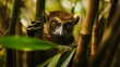 © Arifin Studio - The greater bamboo lemur, Hapalemur simus, one of the world's most critically endangered primates, in dense forest of Ranomafana national park, feeds on bamboo leaves. Lemur conservancy in Madagascar.